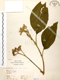 中文名:山煙草(S066278)學名:Solanum verbascifolium L.(S066278)英文名:Mountain tobacco