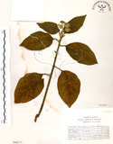 中文名:山煙草(S066279)學名:Solanum verbascifolium L.(S066279)英文名:Mountain tobacco