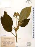 中文名:山煙草(S066280)學名:Solanum verbascifolium L.(S066280)英文名:Mountain tobacco