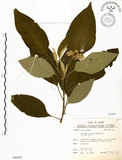 中文名:山煙草(S066292)學名:Solanum verbascifolium L.(S066292)英文名:Mountain tobacco