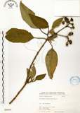 中文名:山煙草(S066958)學名:Solanum verbascifolium L.(S066958)英文名:Mountain tobacco