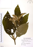 中文名:山煙草(S081139)學名:Solanum verbascifolium L.(S081139)英文名:Mountain tobacco