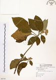 中文名:山煙草(S081764)學名:Solanum verbascifolium L.(S081764)英文名:Mountain tobacco