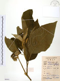 中文名:山煙草(S083932)學名:Solanum verbascifolium L.(S083932)英文名:Mountain tobacco