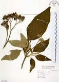 中文名:山煙草(S117250)學名:Solanum verbascifolium L.(S117250)英文名:Mountain tobacco