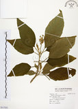 中文名:山煙草(S117251)學名:Solanum verbascifolium L.(S117251)英文名:Mountain tobacco