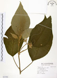 中文名:山煙草(S117252)學名:Solanum verbascifolium L.(S117252)英文名:Mountain tobacco