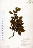 中文名:烏皮九芎 (S000454)學名:Styrax formosana Matsum.(S000454)中文別名:奮起湖野茉莉英文名:Formosam snow-bell