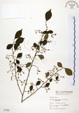 中文名:烏皮九芎 (S001822)學名:Styrax formosana Matsum.(S001822)中文別名:奮起湖野茉莉英文名:Formosam snow-bell