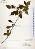 中文名:烏皮九芎 (S001845)學名:Styrax formosana Matsum.(S001845)中文別名:奮起湖野茉莉英文名:Formosam snow-bell