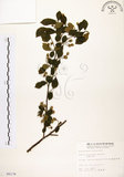 中文名:烏皮九芎 (S005178)學名:Styrax formosana Matsum.(S005178)中文別名:奮起湖野茉莉英文名:Formosam snow-bell
