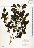 中文名:烏皮九芎 (S005764)學名:Styrax formosana Matsum.(S005764)中文別名:奮起湖野茉莉英文名:Formosam snow-bell