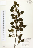 中文名:烏皮九芎 (S005775)學名:Styrax formosana Matsum.(S005775)中文別名:奮起湖野茉莉英文名:Formosam snow-bell