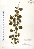 中文名:烏皮九芎 (S007694)學名:Styrax formosana Matsum.(S007694)中文別名:奮起湖野茉莉英文名:Formosam snow-bell