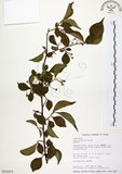 中文名:烏皮九芎 (S015472)學名:Styrax formosana Matsum.(S015472)中文別名:奮起湖野茉莉英文名:Formosam snow-bell