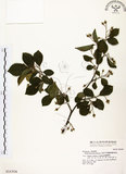 中文名:烏皮九芎 (S016304)學名:Styrax formosana Matsum.(S016304)中文別名:奮起湖野茉莉英文名:Formosam snow-bell