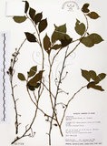 中文名:烏皮九芎 (S017719)學名:Styrax formosana Matsum.(S017719)中文別名:奮起湖野茉莉英文名:Formosam snow-bell