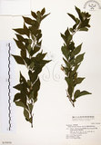 中文名:烏皮九芎 (S019950)學名:Styrax formosana Matsum.(S019950)中文別名:奮起湖野茉莉英文名:Formosam snow-bell