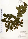 中文名:烏皮九芎 (S028319)學名:Styrax formosana Matsum.(S028319)中文別名:奮起湖野茉莉英文名:Formosam snow-bell