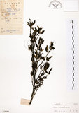 中文名:烏皮九芎 (S028984)學名:Styrax formosana Matsum.(S028984)中文別名:奮起湖野茉莉英文名:Formosam snow-bell