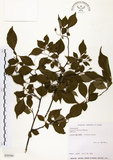 中文名:烏皮九芎 (S030584)學名:Styrax formosana Matsum.(S030584)中文別名:奮起湖野茉莉英文名:Formosam snow-bell