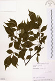 中文名:烏皮九芎 (S030596)學名:Styrax formosana Matsum.(S030596)中文別名:奮起湖野茉莉英文名:Formosam snow-bell