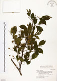 中文名:烏皮九芎 (S030950)學名:Styrax formosana Matsum.(S030950)中文別名:奮起湖野茉莉英文名:Formosam snow-bell