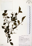 中文名:烏皮九芎 (S032460)學名:Styrax formosana Matsum.(S032460)中文別名:奮起湖野茉莉英文名:Formosam snow-bell