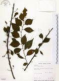 中文名:烏皮九芎 (S034297)學名:Styrax formosana Matsum.(S034297)中文別名:奮起湖野茉莉英文名:Formosam snow-bell