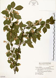 中文名:烏皮九芎 (S035290)學名:Styrax formosana Matsum.(S035290)中文別名:奮起湖野茉莉英文名:Formosam snow-bell