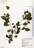 中文名:烏皮九芎 (S043446)學名:Styrax formosana Matsum.(S043446)中文別名:奮起湖野茉莉英文名:Formosam snow-bell