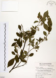 中文名:烏皮九芎 (S049987)學名:Styrax formosana Matsum.(S049987)中文別名:奮起湖野茉莉英文名:Formosam snow-bell