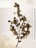 中文名:烏皮九芎 (S068562)學名:Styrax formosana Matsum.(S068562)中文別名:奮起湖野茉莉英文名:Formosam snow-bell