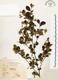 中文名:烏皮九芎 (S068564)學名:Styrax formosana Matsum.(S068564)中文別名:奮起湖野茉莉英文名:Formosam snow-bell