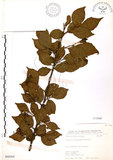 中文名:烏皮九芎 (S068565)學名:Styrax formosana Matsum.(S068565)中文別名:奮起湖野茉莉英文名:Formosam snow-bell