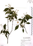 中文名:烏皮九芎 (S072813)學名:Styrax formosana Matsum.(S072813)中文別名:奮起湖野茉莉英文名:Formosam snow-bell