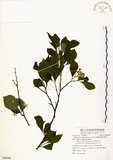 中文名:烏皮九芎 (S088996)學名:Styrax formosana Matsum.(S088996)中文別名:奮起湖野茉莉英文名:Formosam snow-bell