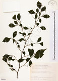 中文名:烏皮九芎 (S089326)學名:Styrax formosana Matsum.(S089326)中文別名:奮起湖野茉莉英文名:Formosam snow-bell