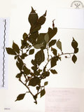 中文名:烏皮九芎 (S090101)學名:Styrax formosana Matsum.(S090101)中文別名:奮起湖野茉莉英文名:Formosam snow-bell