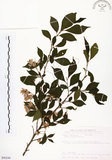 中文名:烏皮九芎 (S090248)學名:Styrax formosana Matsum.(S090248)中文別名:奮起湖野茉莉英文名:Formosam snow-bell