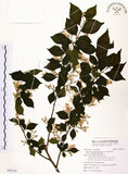 中文名:烏皮九芎 (S092142)學名:Styrax formosana Matsum.(S092142)中文別名:奮起湖野茉莉英文名:Formosam snow-bell