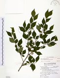 中文名:烏皮九芎 (S094856)學名:Styrax formosana Matsum.(S094856)中文別名:奮起湖野茉莉英文名:Formosam snow-bell