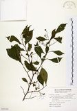 中文名:烏皮九芎 (S101261)學名:Styrax formosana Matsum.(S101261)中文別名:奮起湖野茉莉英文名:Formosam snow-bell