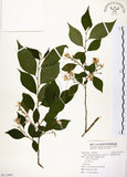 中文名:烏皮九芎 (S113903)學名:Styrax formosana Matsum.(S113903)中文別名:奮起湖野茉莉英文名:Formosam snow-bell