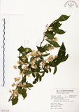 中文名:烏皮九芎 (S117113)學名:Styrax formosana Matsum.(S117113)中文別名:奮起湖野茉莉英文名:Formosam snow-bell