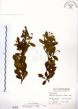 中文名:灰木(S000462)學名:Symplocos chinensis (Lour.) Druce(S000462)英文名:Sapphire berry sweet leaf