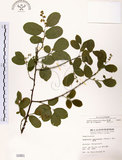 中文名:灰木(S001851)學名:Symplocos chinensis (Lour.) Druce(S001851)英文名:Sapphire berry sweet leaf