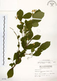 中文名:灰木(S003795)學名:Symplocos chinensis (Lour.) Druce(S003795)英文名:Sapphire berry sweet leaf