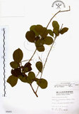 中文名:灰木(S005402)學名:Symplocos chinensis (Lour.) Druce(S005402)英文名:Sapphire berry sweet leaf