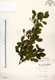 中文名:灰木(S005403)學名:Symplocos chinensis (Lour.) Druce(S005403)英文名:Sapphire berry sweet leaf